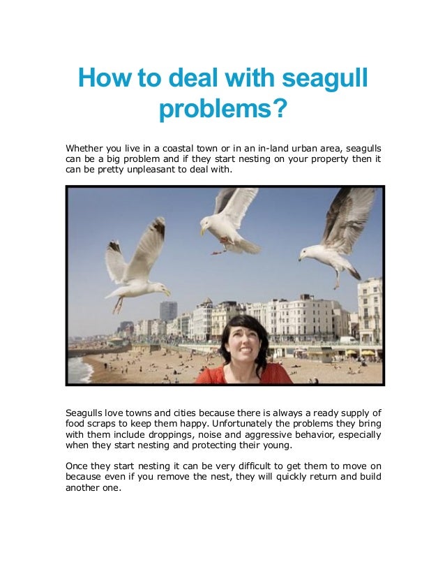 Smeagull The Seagull: Interview With Author Mark Seth Lender