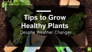 Tips to Grow
Healthy Plants
Despite Weather Changes
w e k i l l w e e d s . c o m
 