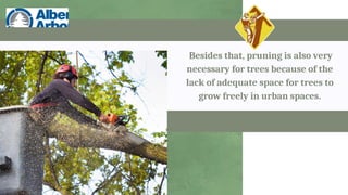 Besides that, pruning is also very
necessary for trees because of the
lack of adequate space for trees to
grow freely in urban spaces.
 