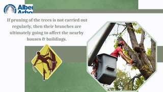 If pruning of the trees is not carried out
regularly, then their branches are
ultimately going to affect the nearby
houses & buildings.
 