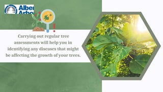 Carrying out regular tree
assessments will help you in
identifying any diseases that might
be affecting the growth of your trees.
 