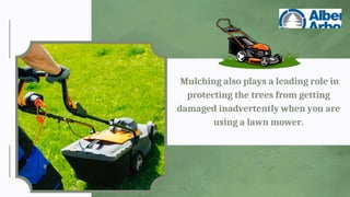 Mulching also plays a leading role in
protecting the trees from getting
damaged inadvertently when you are
using a lawn mower.
 