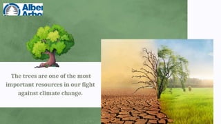 The trees are one of the most
important resources in our fight
against climate change.
 