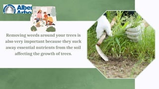 Removing weeds around your trees is
also very important because they suck
away essential nutrients from the soil
affecting the growth of trees.
 