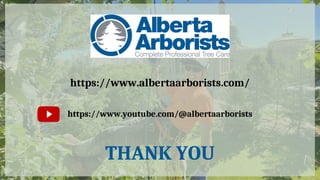 https://www.albertaarborists.com/
https://www.youtube.com/@albertaarborists
THANK YOU
 