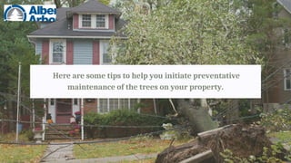 Here are some tips to help you initiate preventative
maintenance of the trees on your property.
 