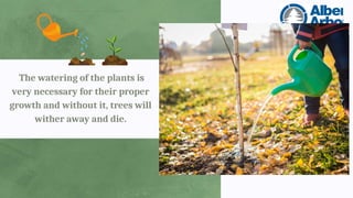 The watering of the plants is
very necessary for their proper
growth and without it, trees will
wither away and die.
 