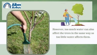 However, too much water can also
affect the trees in the same way as
too little water affects them.
 