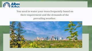 You need to water your trees frequently based on
their requirement and the demands of the
prevailing weather.
 