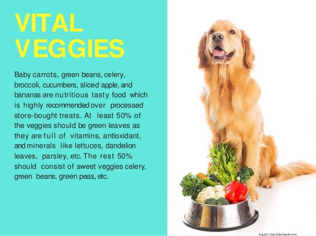 how to help your dog lose weight