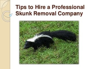 Tips to Hire a Professional
Skunk Removal Company
 