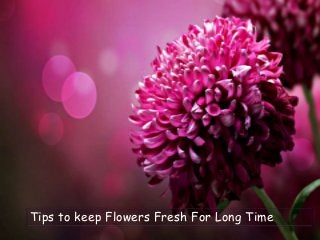Tips to keep Flowers Fresh For Long Time
 
