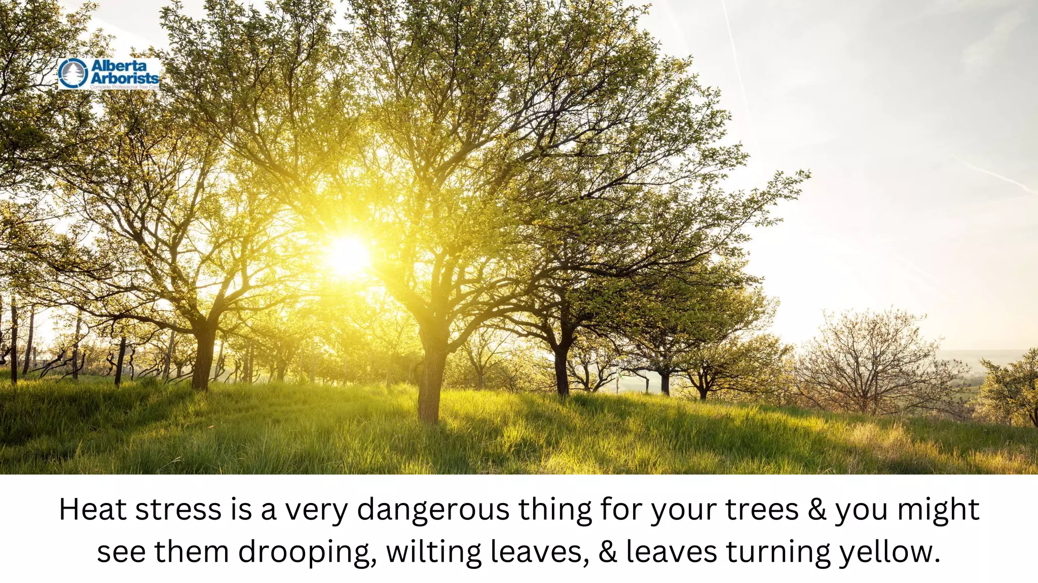 Heat stress is a very dangerous thing for your trees & you might
see them drooping, wilting leaves, & leaves turning yellow.
 