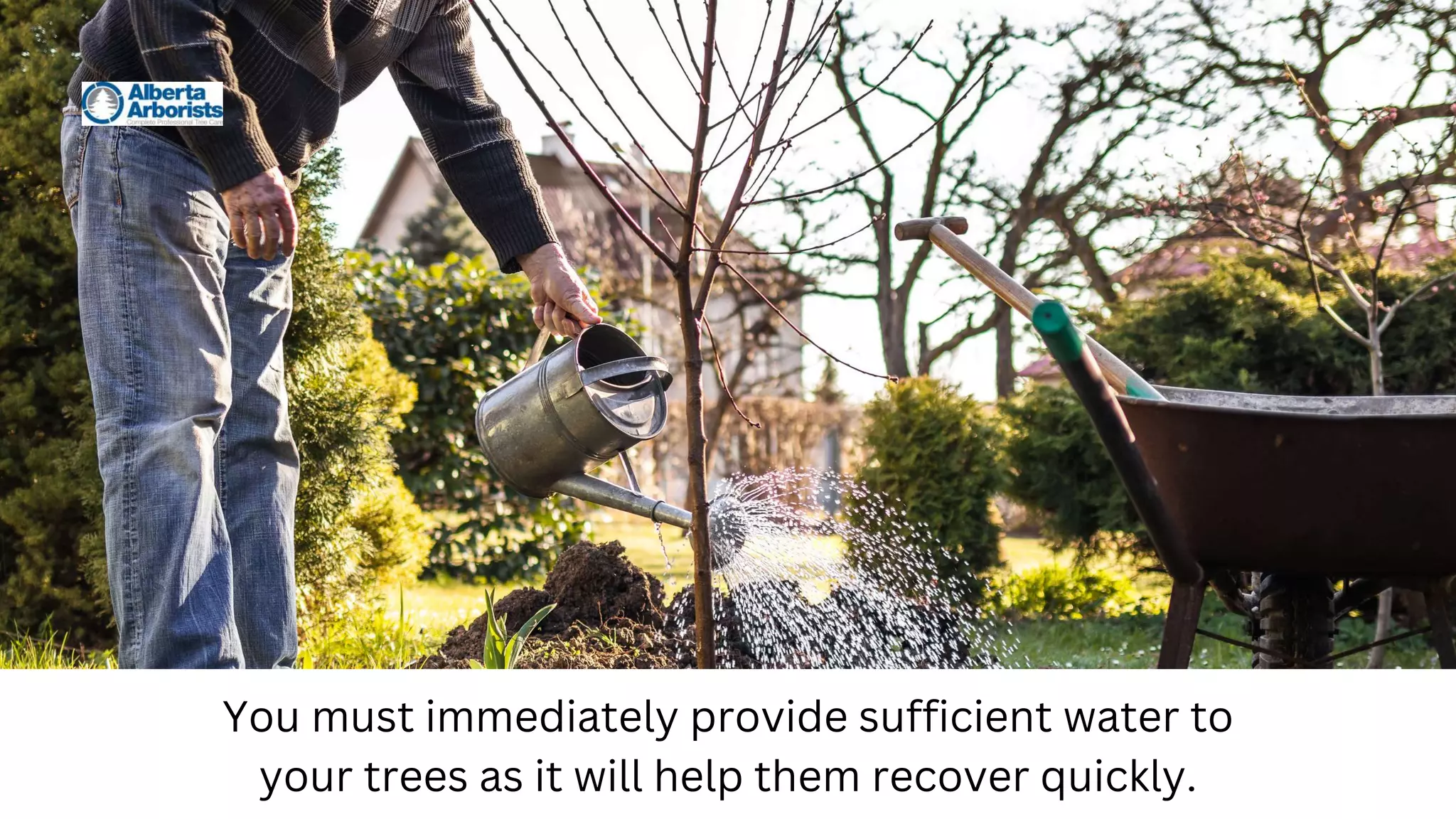 You must immediately provide sufficient water to
your trees as it will help them recover quickly.
 