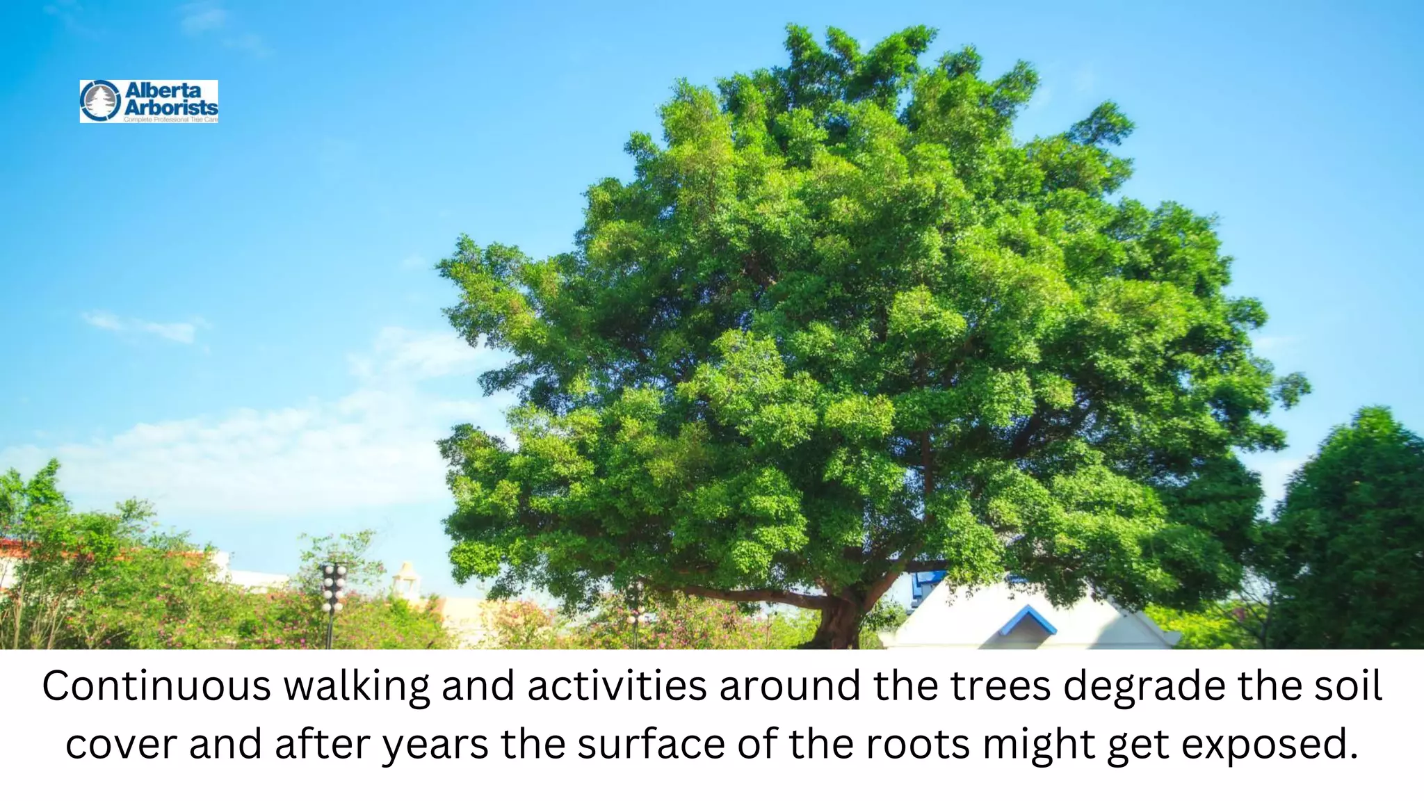 Continuous walking and activities around the trees degrade the soil
cover and after years the surface of the roots might get exposed.
 