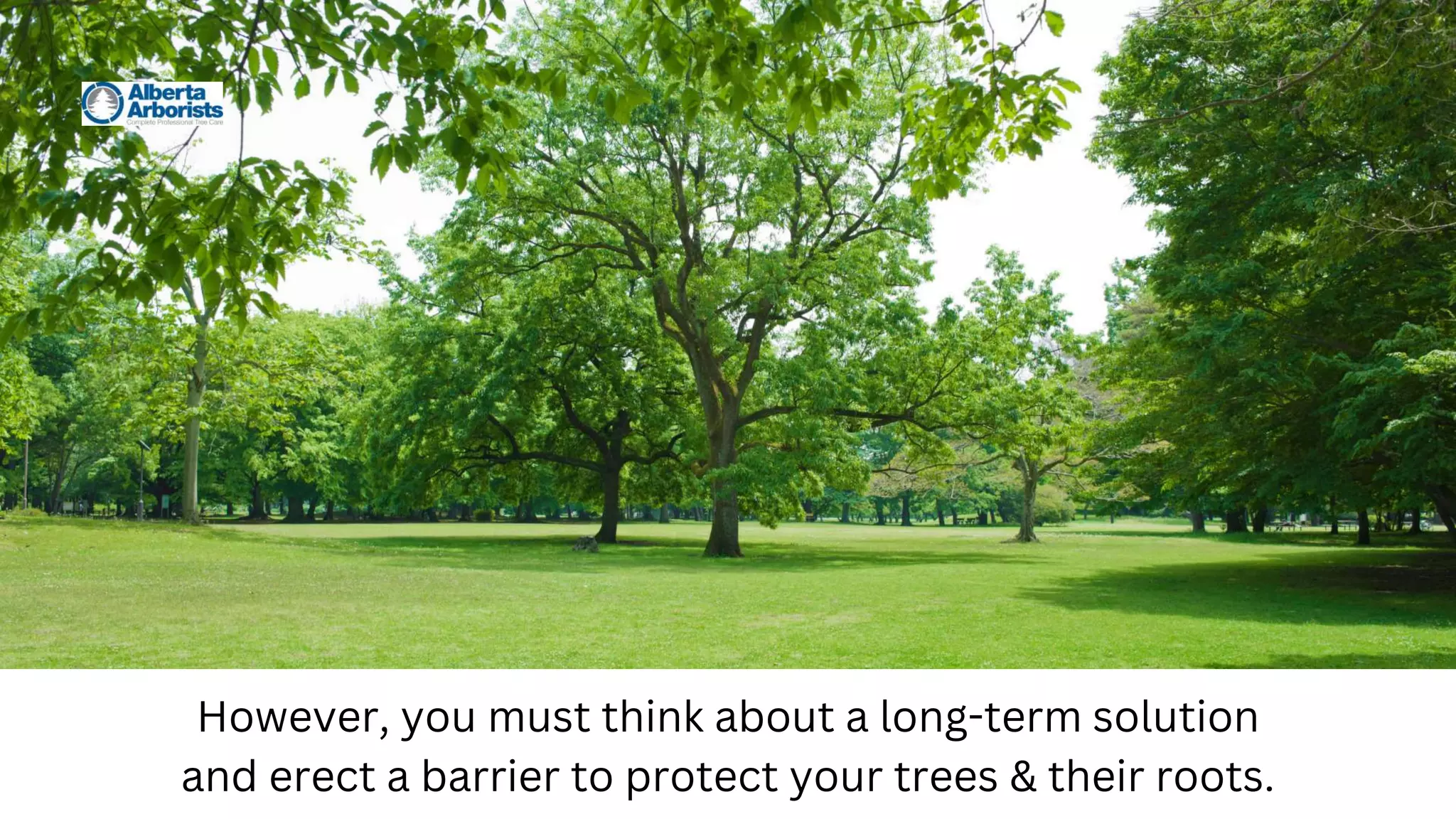 However, you must think about a long-term solution
and erect a barrier to protect your trees & their roots.
 