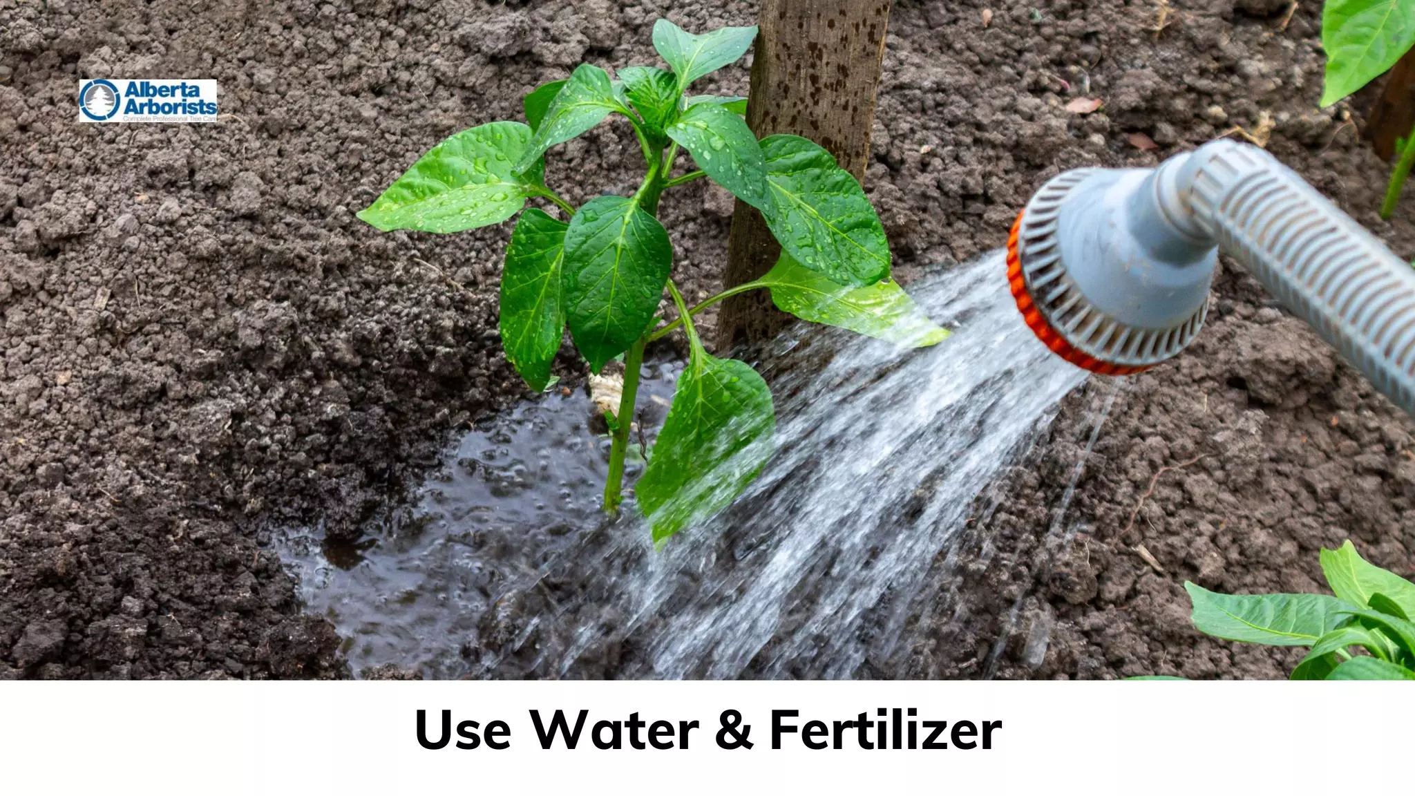 Use Water & Fertilizer
 