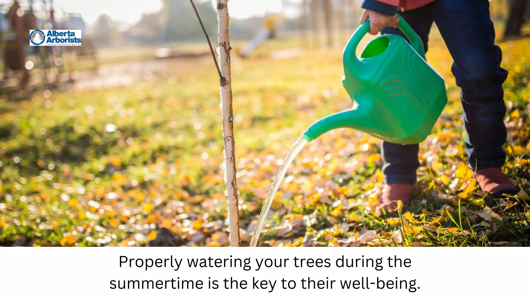 Properly watering your trees during the
summertime is the key to their well-being.
 