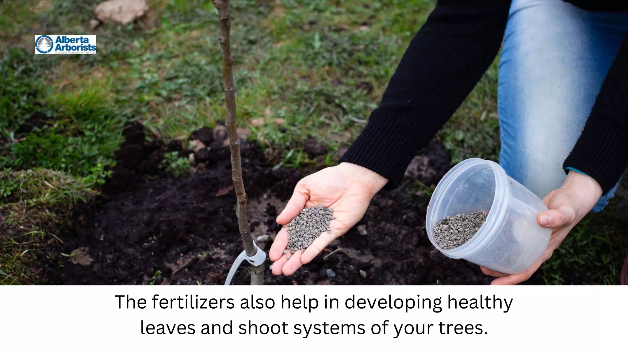 The fertilizers also help in developing healthy
leaves and shoot systems of your trees.
 