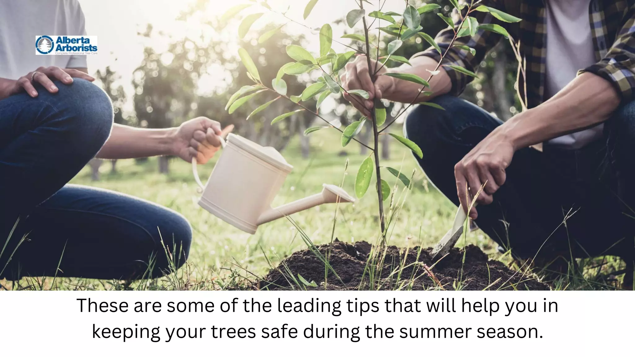 These are some of the leading tips that will help you in
keeping your trees safe during the summer season.
 