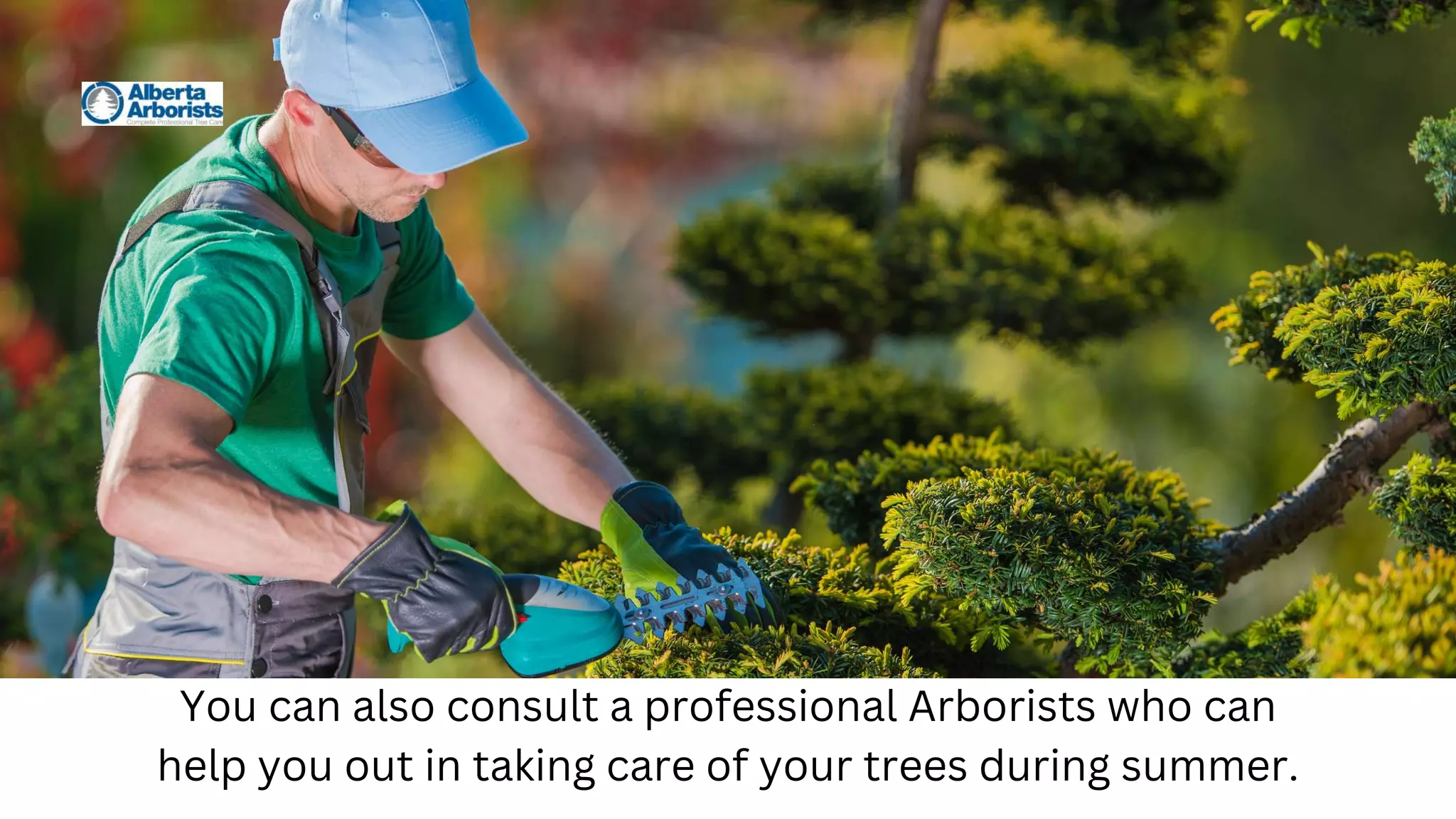You can also consult a professional Arborists who can
help you out in taking care of your trees during summer.
 