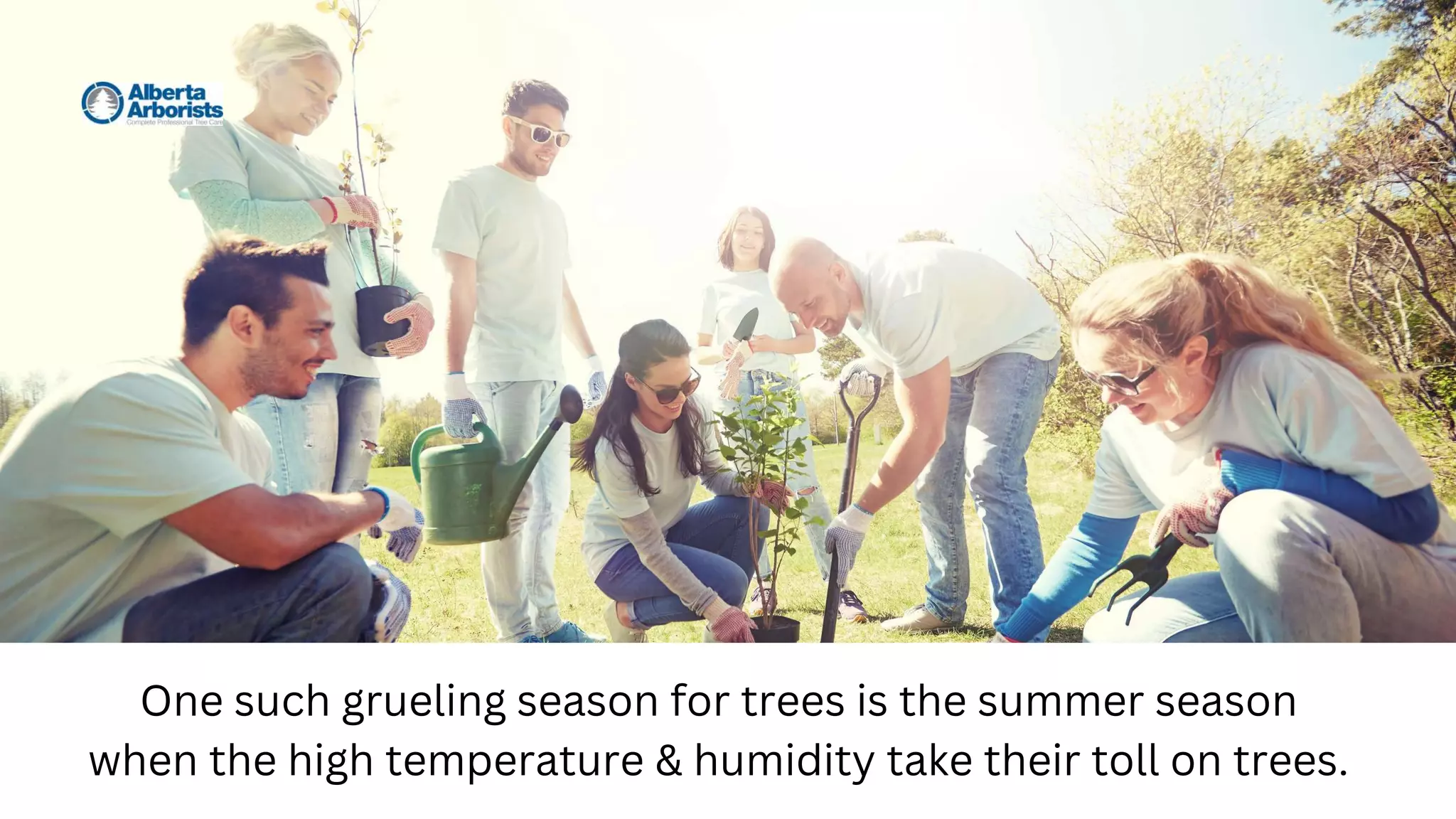 One such grueling season for trees is the summer season
when the high temperature & humidity take their toll on trees.
 