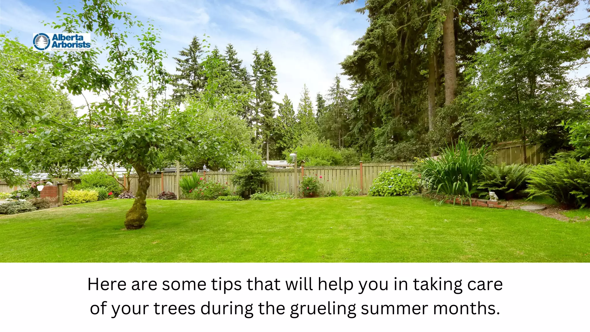 Here are some tips that will help you in taking care
of your trees during the grueling summer months.
 