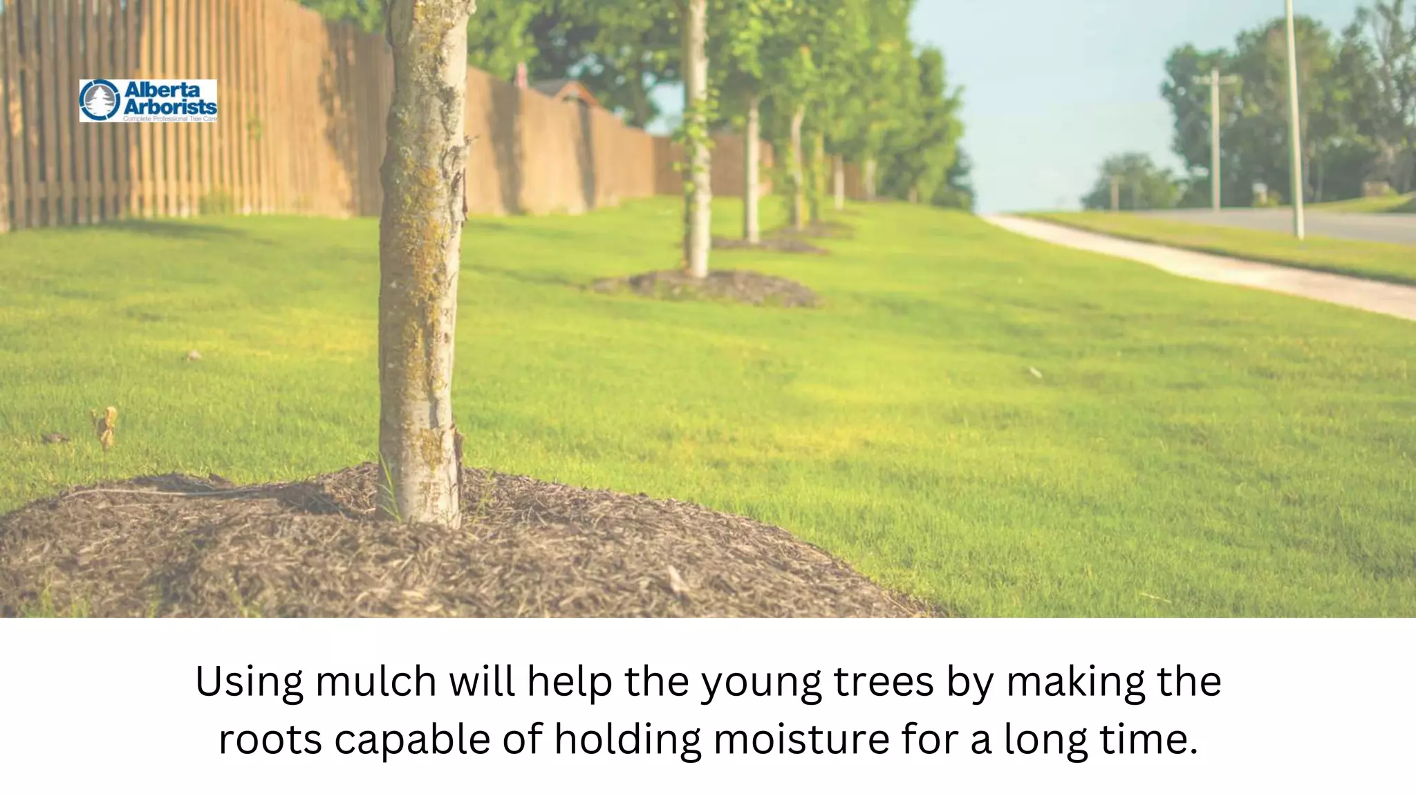 Using mulch will help the young trees by making the
roots capable of holding moisture for a long time.
 