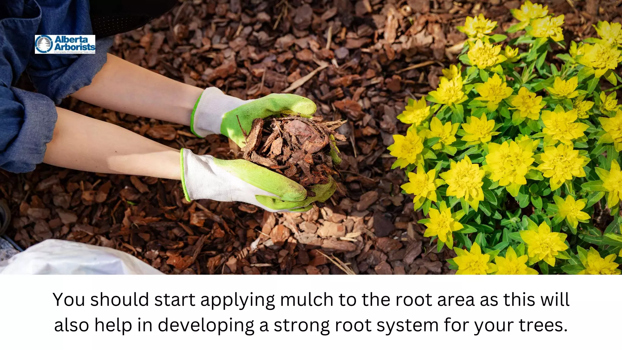 You should start applying mulch to the root area as this will
also help in developing a strong root system for your trees.
 