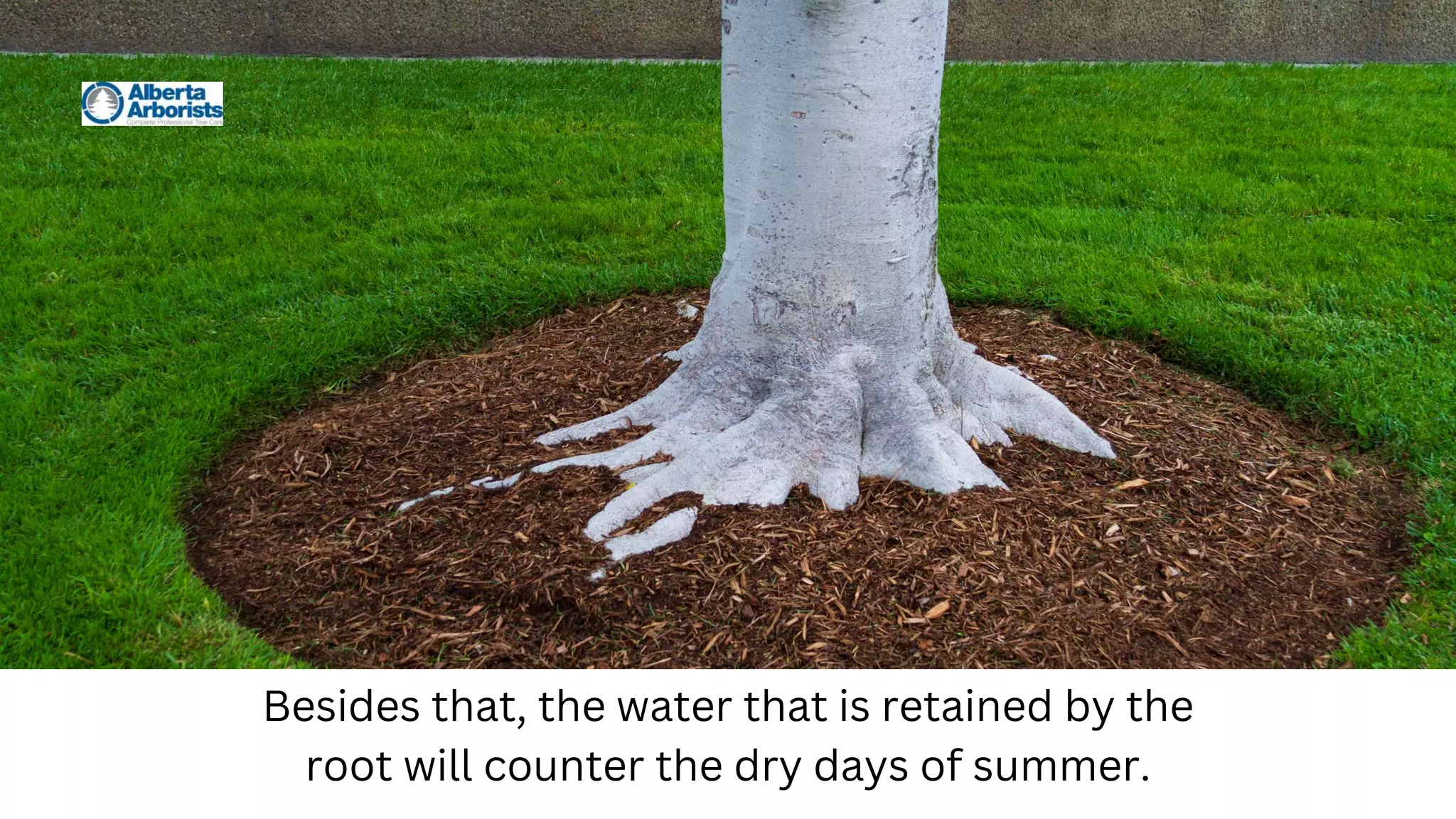 Besides that, the water that is retained by the
root will counter the dry days of summer.
 