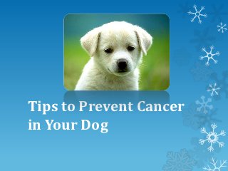 Tips to Prevent Cancer
in Your Dog
 