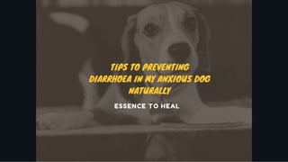 Tips to Preventing Diarrhoea in My Anxious Dog Naturally.pptx