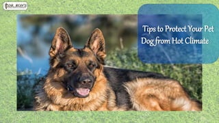 Tips to Protect Your Pet
Dog from Hot Climate
 