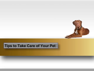 Tips to Take Care of Your Pet
 