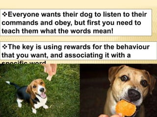 Everyone wants their dog to listen to their 
commands and obey, but first you need to 
teach them what the words mean! 
The key is using rewards for the behaviour 
that you want, and associating it with a 
specific word. 
 