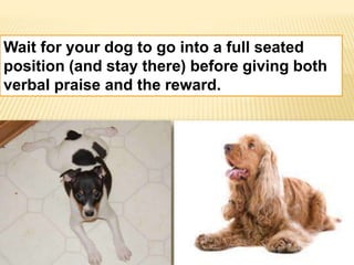 Wait for your dog to go into a full seated 
position (and stay there) before giving both 
verbal praise and the reward. 
 
