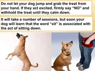 Do not let your dog jump and grab the treat from 
your hand. If they act excited, firmly say “NO” and 
withhold the treat until they calm down. 
It will take a number of sessions, but soon your 
dog will learn that the word “sit” is associated with 
the act of sitting down. 
 