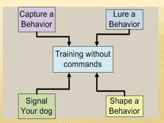 Tips to train your puppy