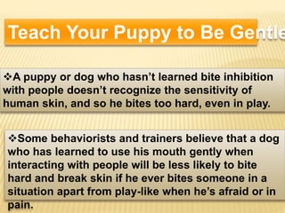 Tips to train your puppy