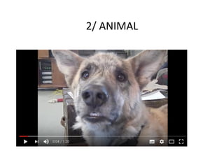 2/	ANIMAL	
 