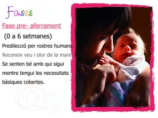 Fases
Fase pre- aferrament
(0 a 6 setmanes)
Predilecció per rostres humans.
Reconeix veu i olor de la mare.
Se senten bé amb qui sigui
mentre tengui les necessitats
bàsiques cobertes.
 