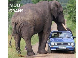 MOLT GRANS