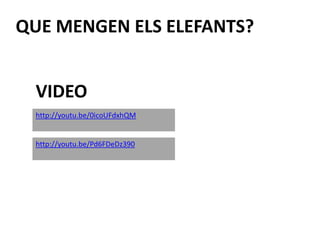QUE MENGEN ELS ELEFANTS? VIDEOhttp://youtu.be/0icoUFdxhQMhttp://youtu.be/Pd6FDeDz390