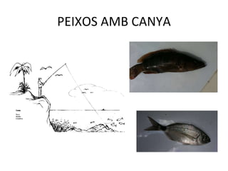 PEIXOS AMB CANYA 