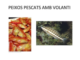 PEIXOS PESCATS AMB VOLANTI  