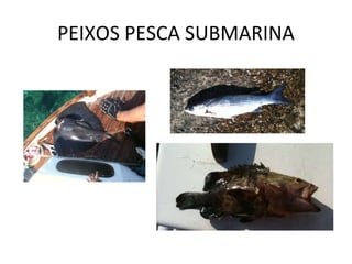 PEIXOS PESCA SUBMARINA 