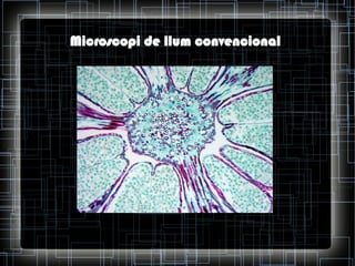 Microscopi de llum convencional

 