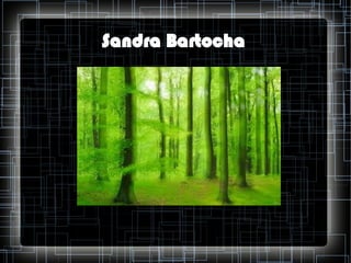 Sandra Bartocha

 