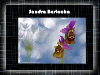 Sandra Bartocha

 