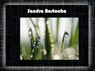 Sandra Bartocha

 